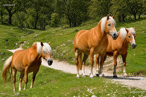 Un branco di Haflinger pascola tra i monti altoatesini.