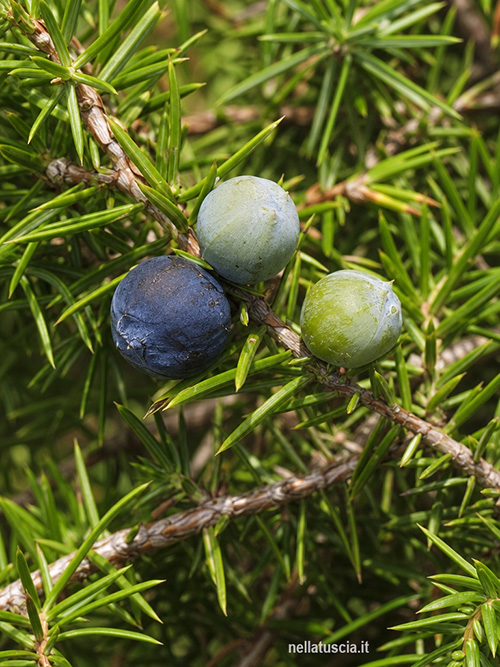 Bacche di ginepro in maturazione