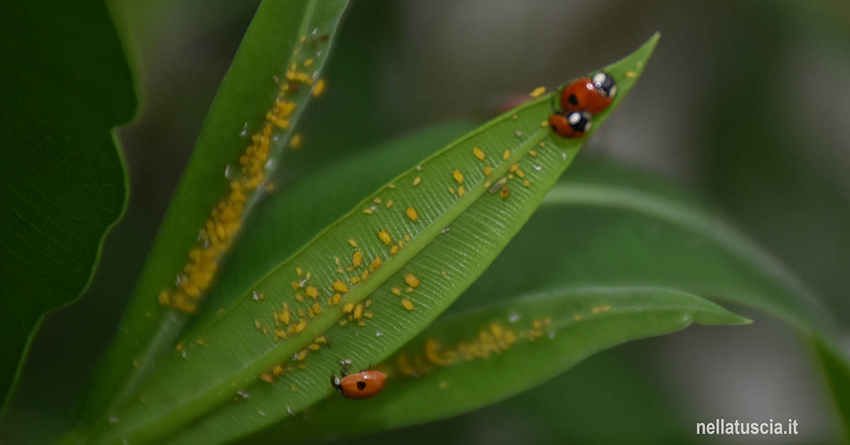 Le coccinelle: predatori in rosso e nero