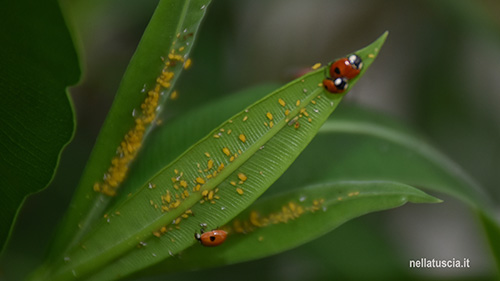 Coccinelle in accoppiamento in una colonia di Afidi dell'Oleandro.