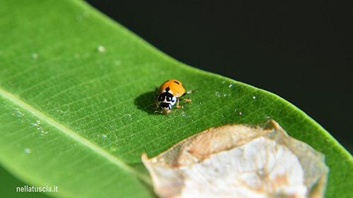 Coccinella su una foglia durante la masticazione di afidi