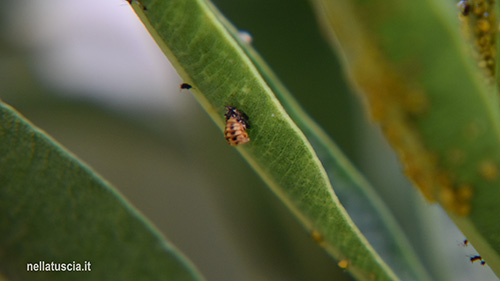 Coccinella in pupa nelle prime fasi del ciclo vitale su una foglia di oleandro