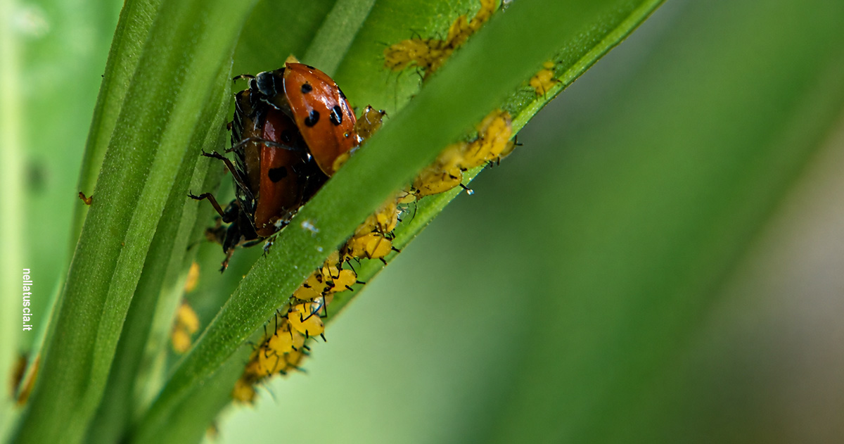 Aphis nerii: l’afide giallo che vive di veleno
