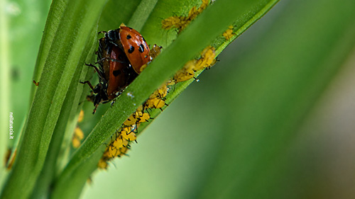 Dettagli di Afidi nerii su foglia di oleandro, con coccinelle in accoppiamento.