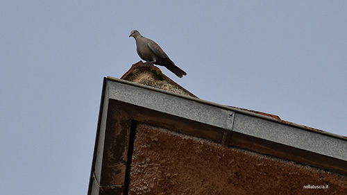 La tortora dal collare esamina il territorio dalla cima di un detto.