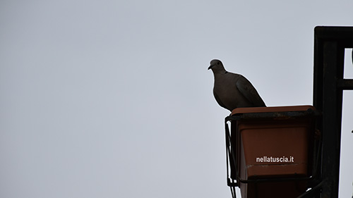 La tortotora dal collare attende al tramonto di poter tornare al nido, un umano sta disturbando.