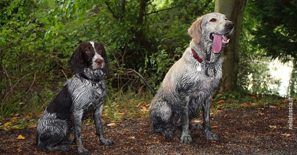 Il Manto del Cane: la Scoperta della sua pelle e del suo pelo