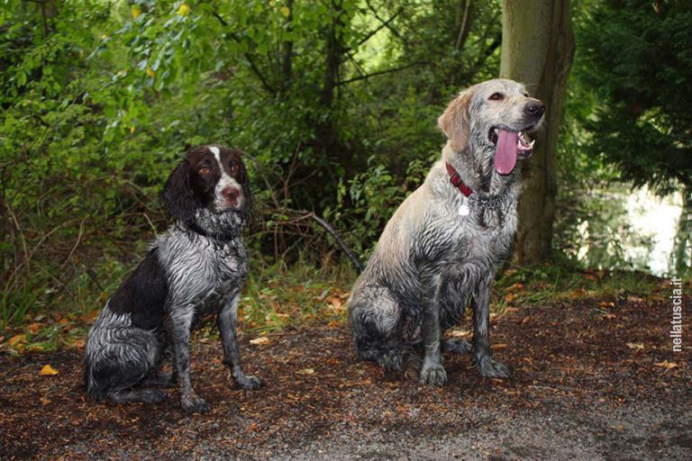 Due cani coperti di fango seduti felici nel bosco.