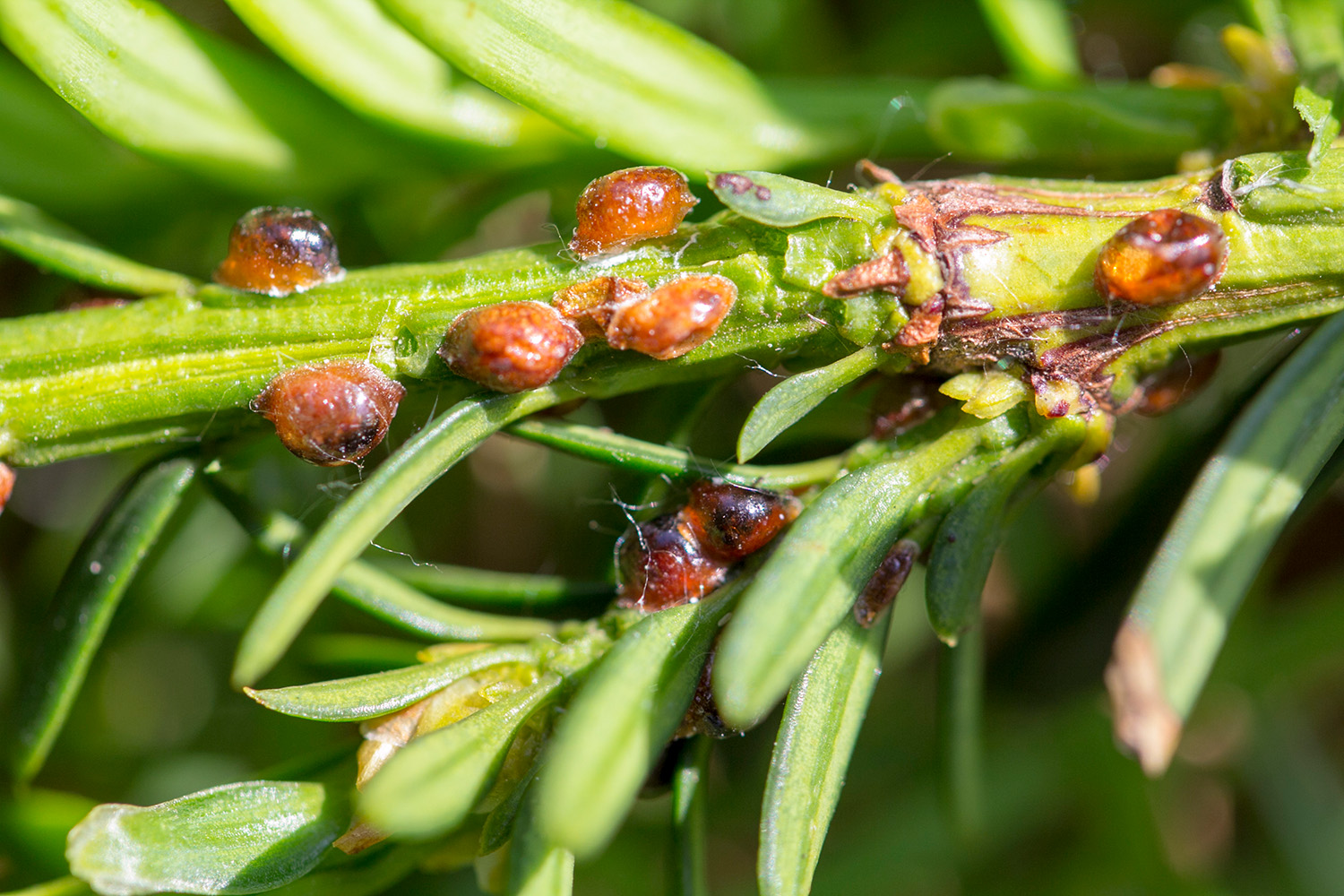 Superfamiglia Diaspidoidea - Cocciniglie a scudo