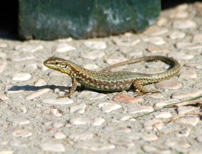 Podarcis muralis - Lucertola muraiola