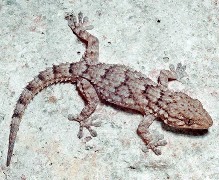 Tarentola mauritanica - Geco Comune