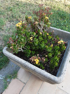 Aeonium arboreum - Rosette verdi in crescita vegetativa