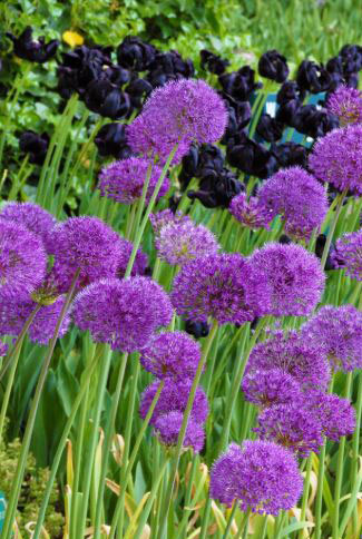 Allium Purple Sensation - Spettacolare fioritura primaverile con sfere viola