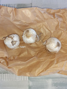 Allium Purple Sensation - Bulbi prima della piantumazione