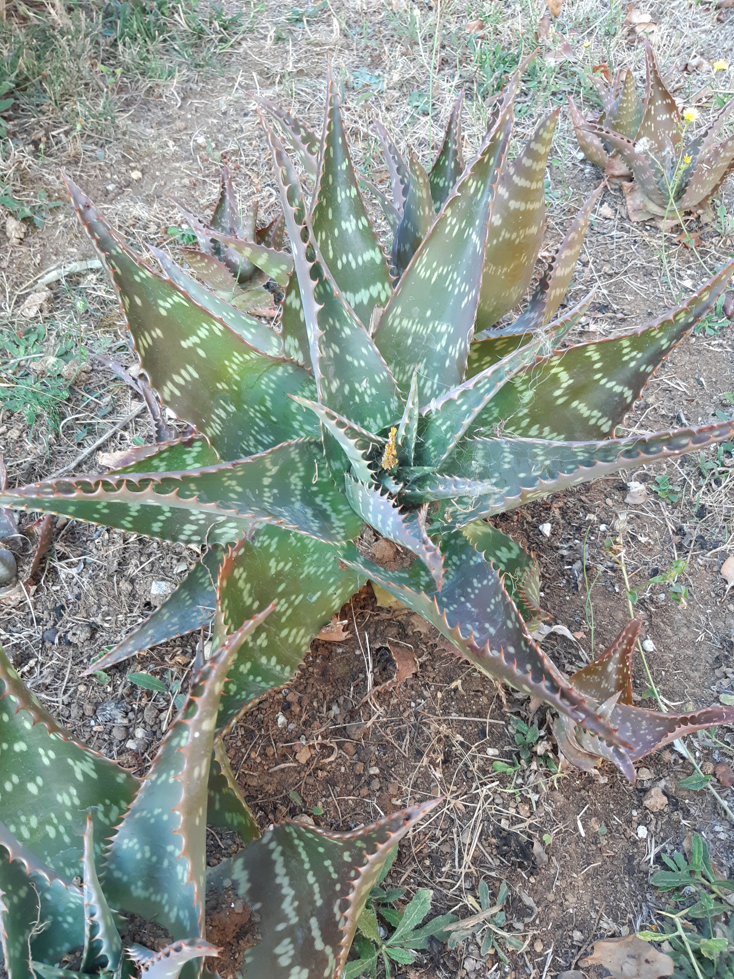 Aloe arborescens - Rosetta basale con foglie succulente