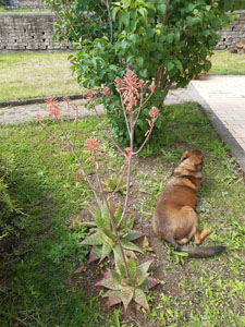 Aloe arborescens - Spettacolare fioritura con racemi rosso-arancio