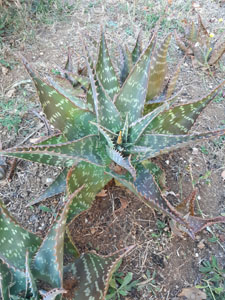 Aloe arborescens