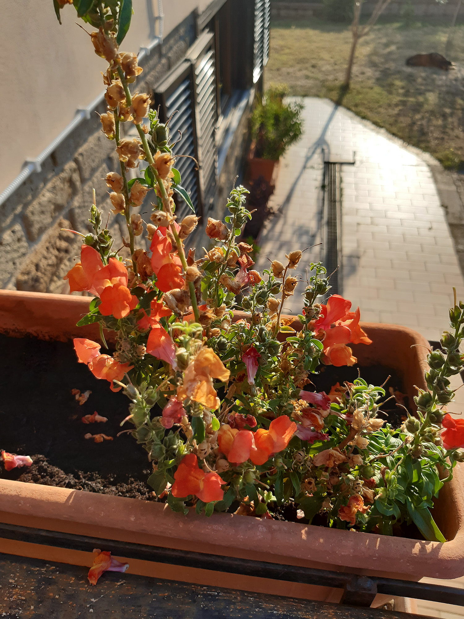 Antirrhinum majus - Fioritura arancio-rossa