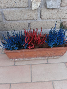 Calluna vulgaris - Composizione