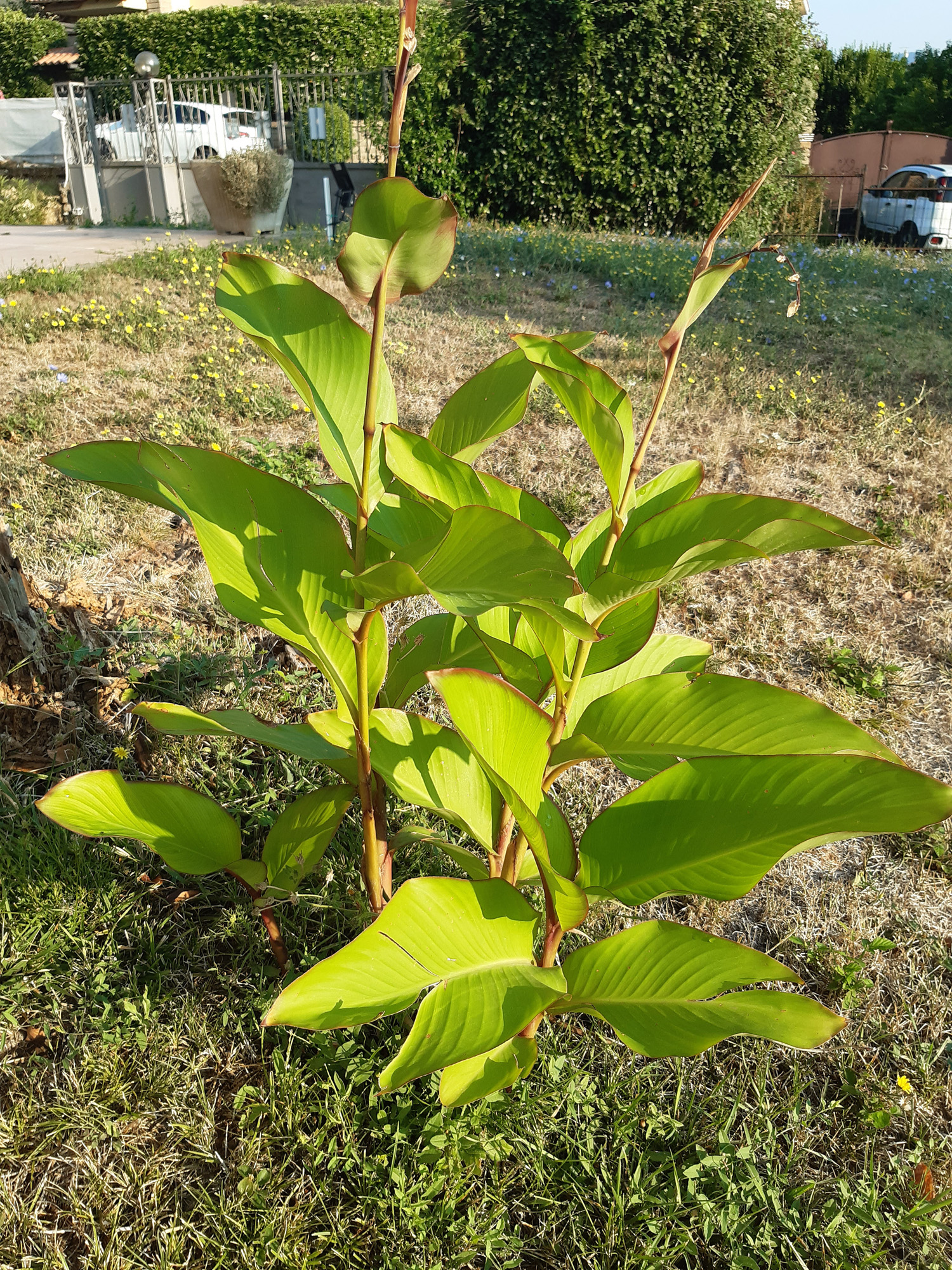Canna indica - Esemplare giovane in giardino