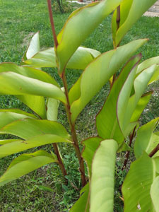 Canna indica - Fine stagione