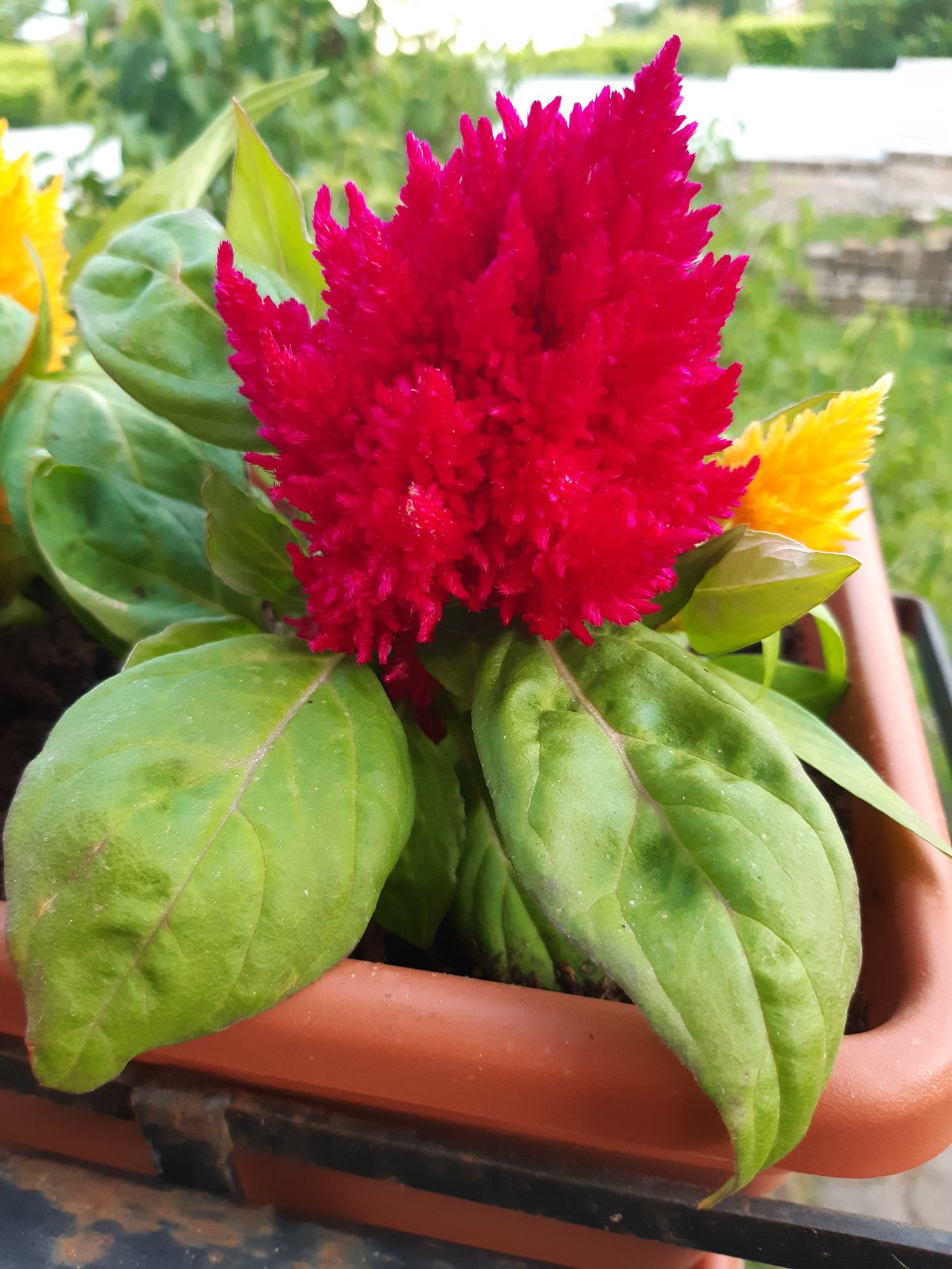 Celosia argentea var. cristata - Infiorescenza rossa