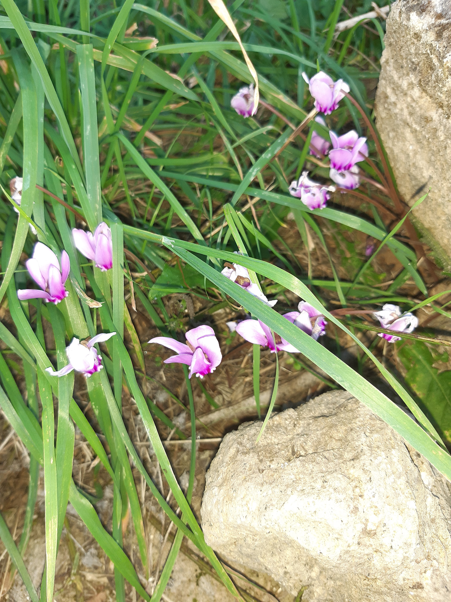 Cyclamen hederifolium - Dettaglio fiori rosa-violacei