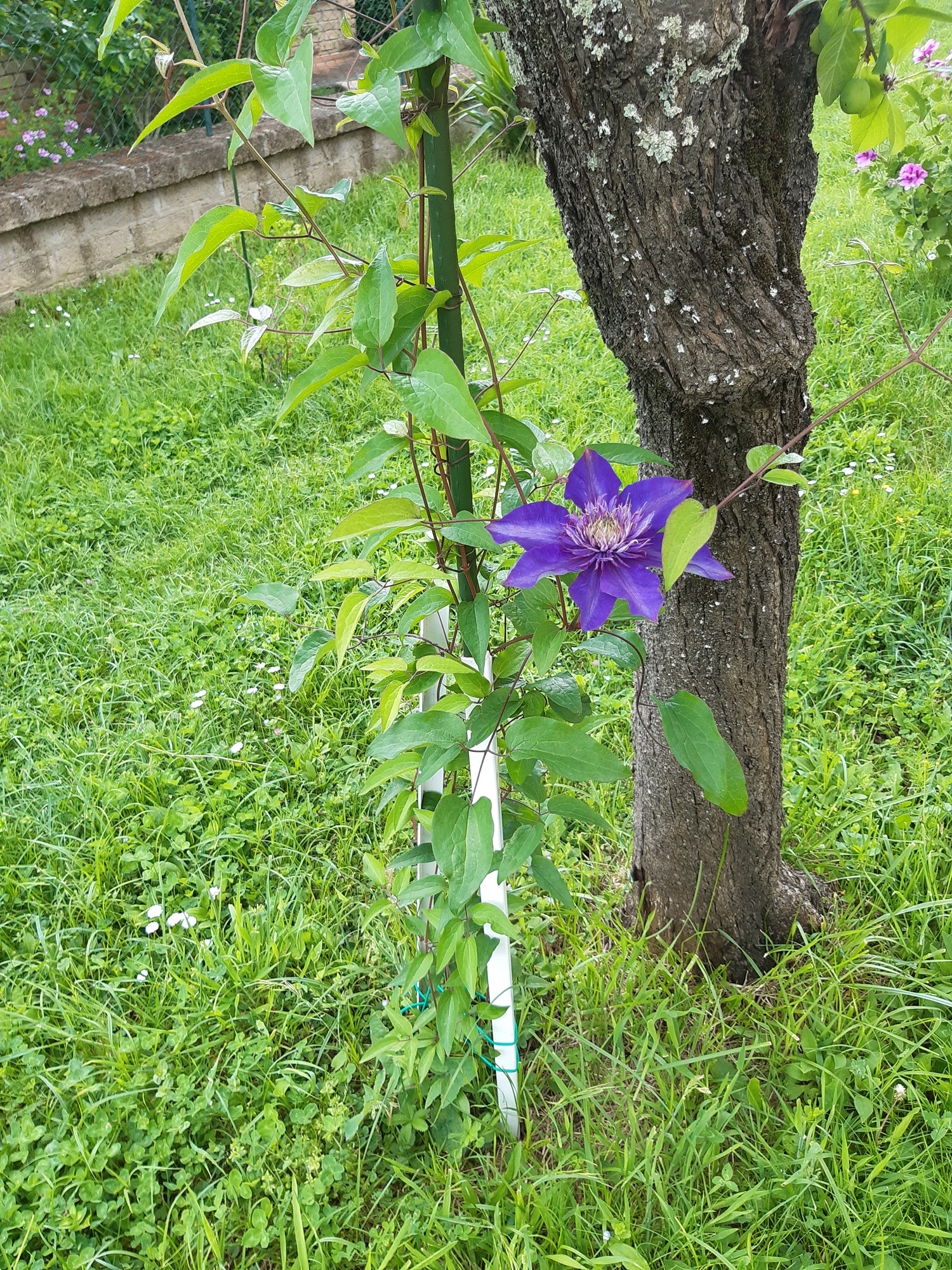 Clematis viticella - Fiore viola
