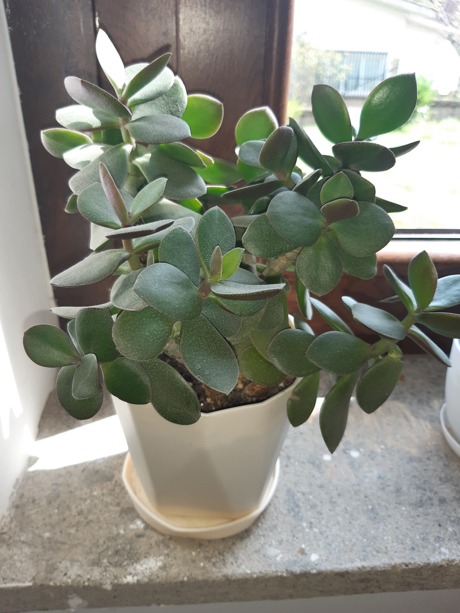 Crassula ovata - Portamento generale della pianta in vaso
