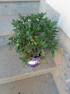 Dahlia compatta - Pianta