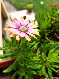 Dimorphotheca ecklonis