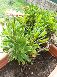 Dimorphotheca ecklonis - Fioritura di fine stagione