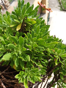 Dimorphotheca ecklonis - Fogliame carnoso dentellato