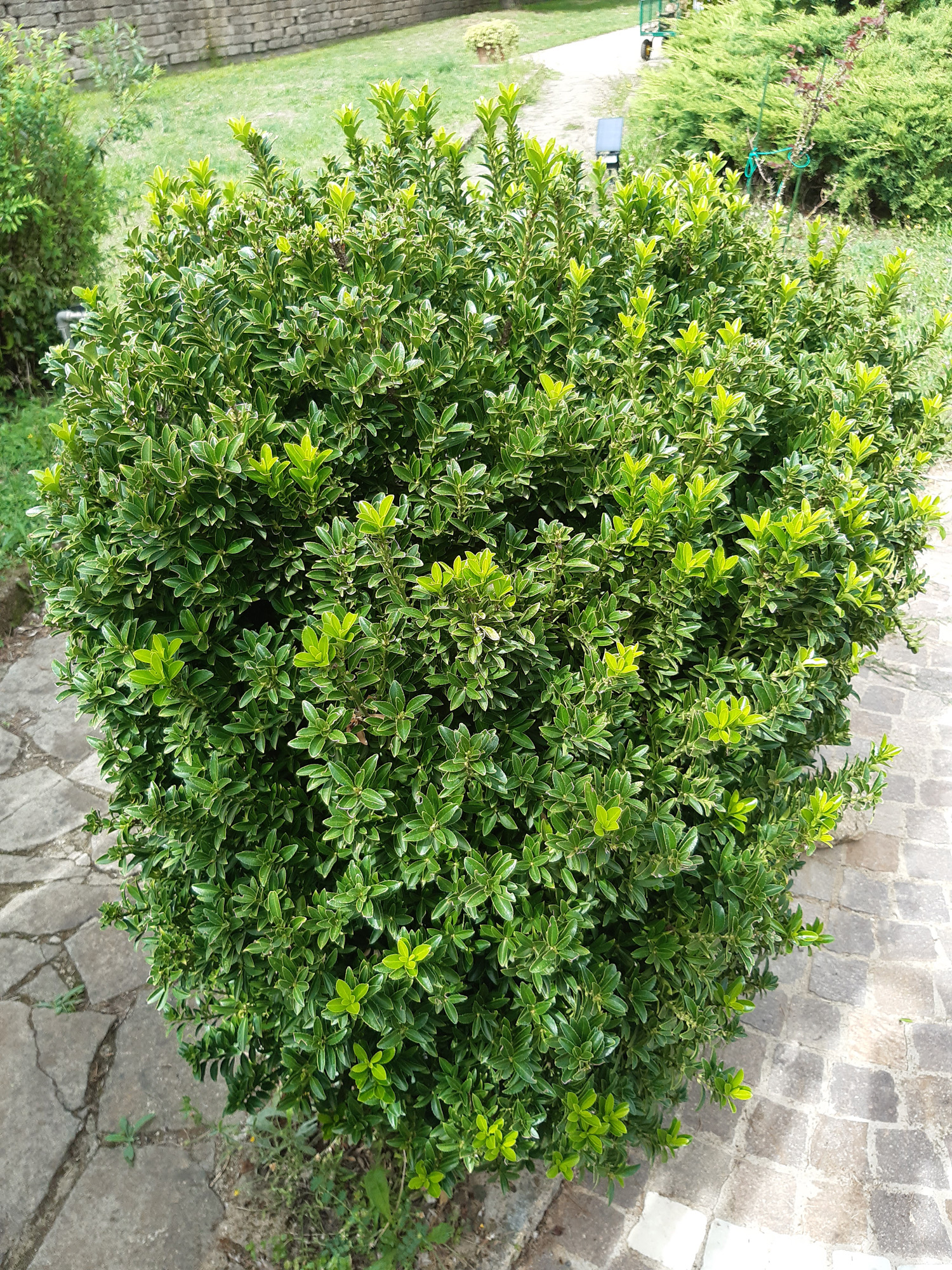 Euonymus japonicus 'Microphyllus' - Vista generale del cespuglio