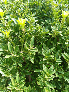 Euonymus japonicus 'Microphyllus' - Dettaglio fogliame con margine seghettato