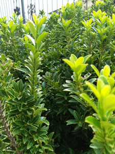 Euonymus japonicus 'Microphyllus' - Germogli apicali verde chiaro
