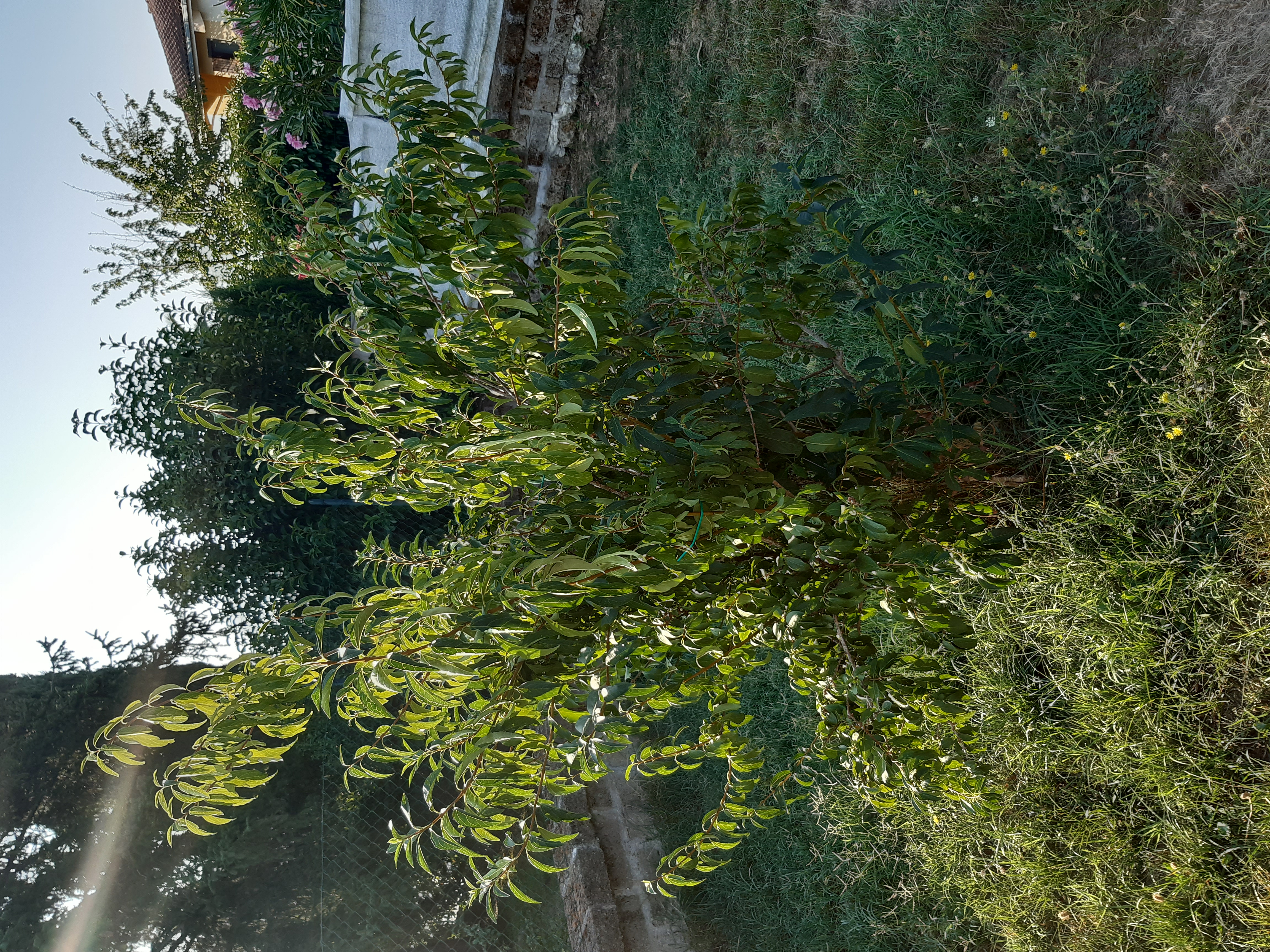 Forsythia viridissima - Aspetto estivo