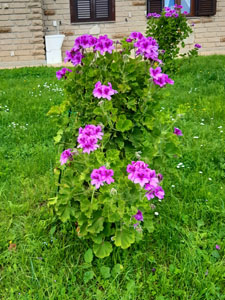Pelargonium grandiflorum