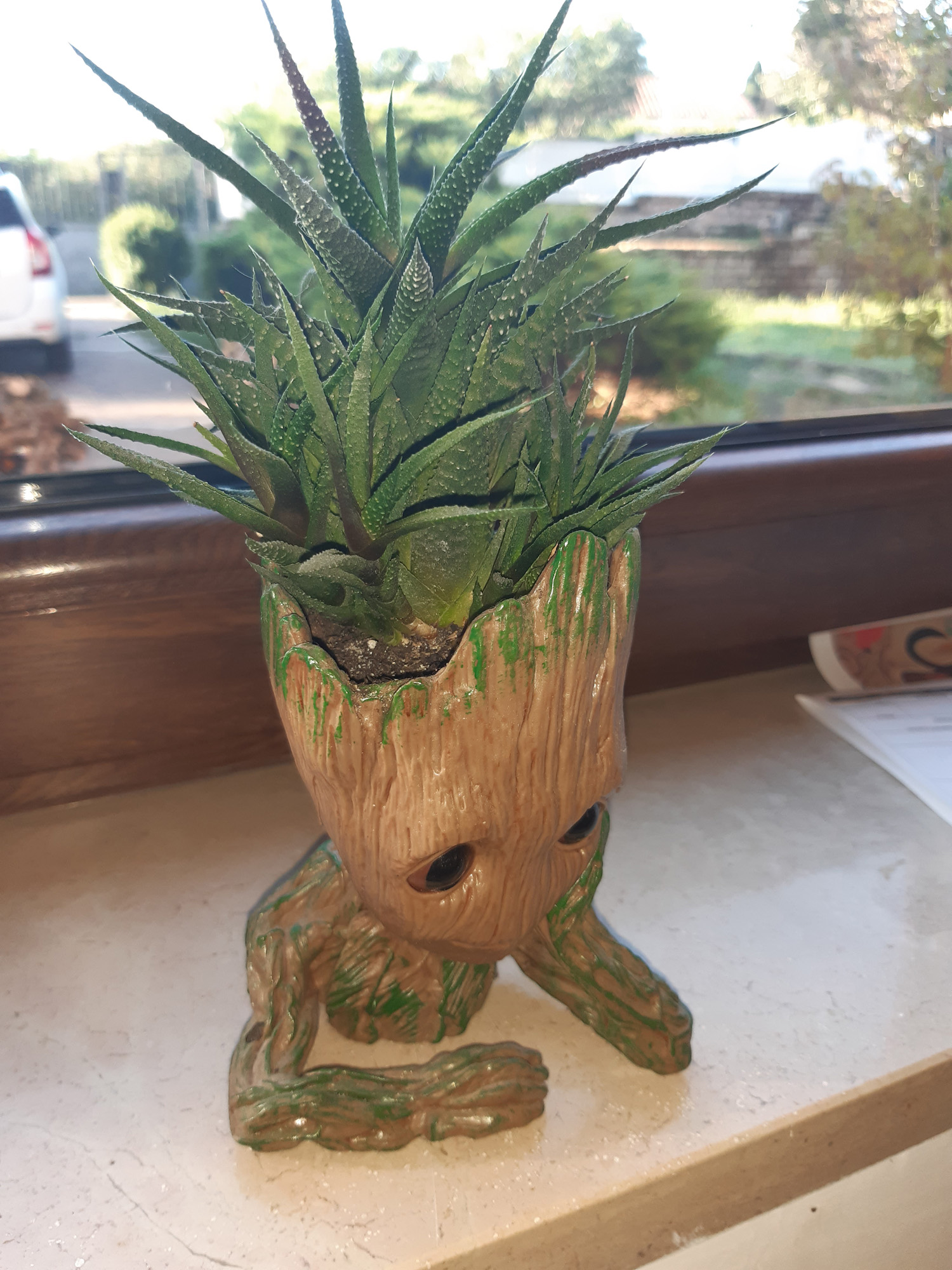 Haworthia attenuata - Esemplare nel caratteristico vaso decorativo