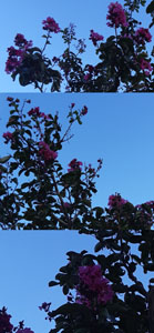 Lagerstroemia indica - Detagli dei fiori