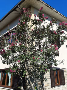 Lagerstroemia indica
