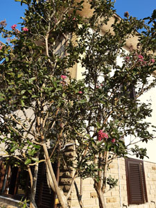 Lagerstroemia indica - Portamento generale