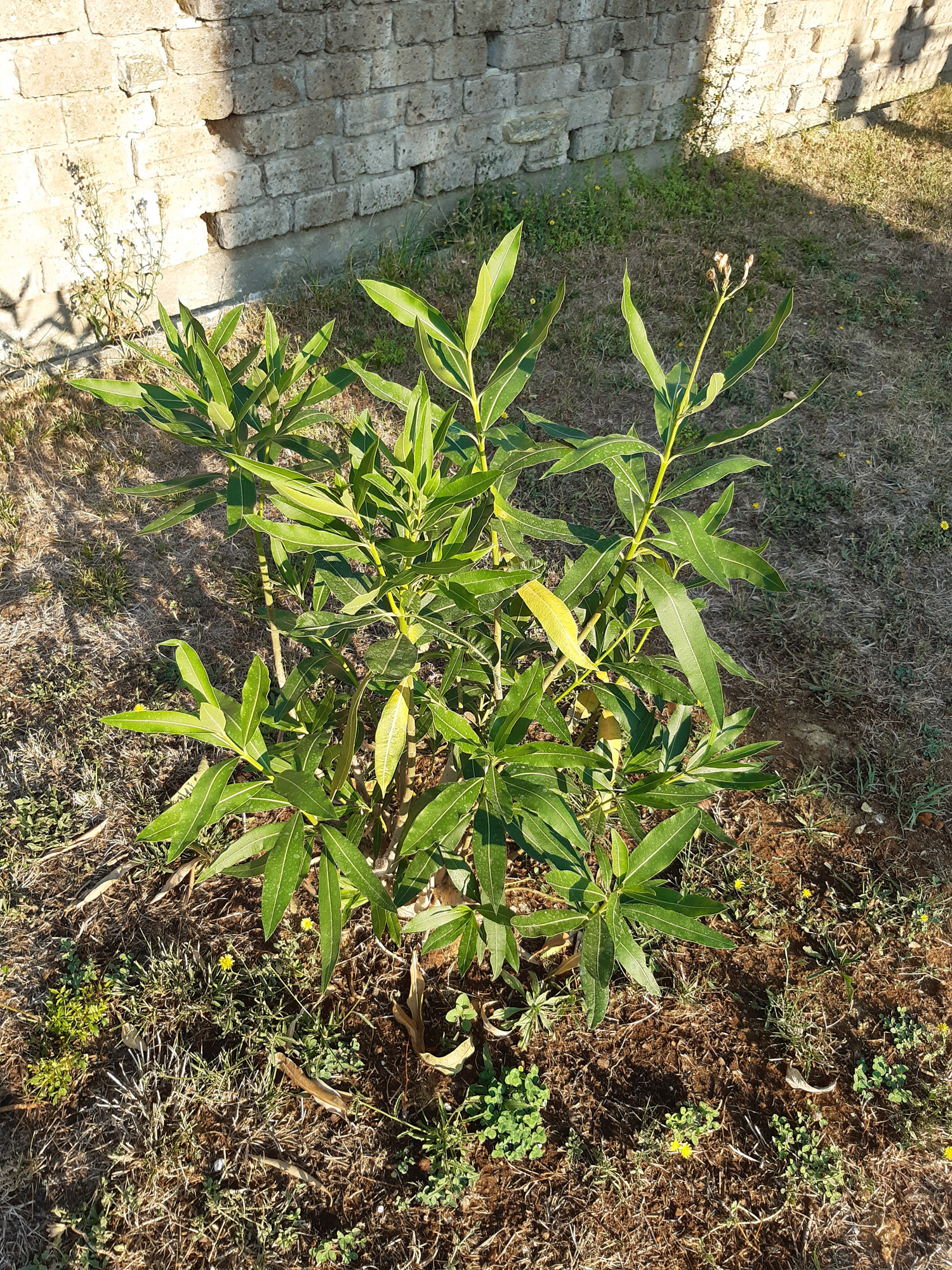 Nerium oleander - Giovane esemplare