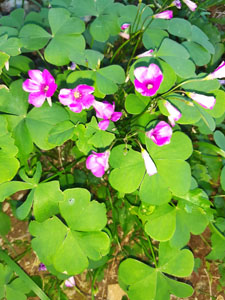 Foglie trifogliate caratteristiche dell'Oxalis
