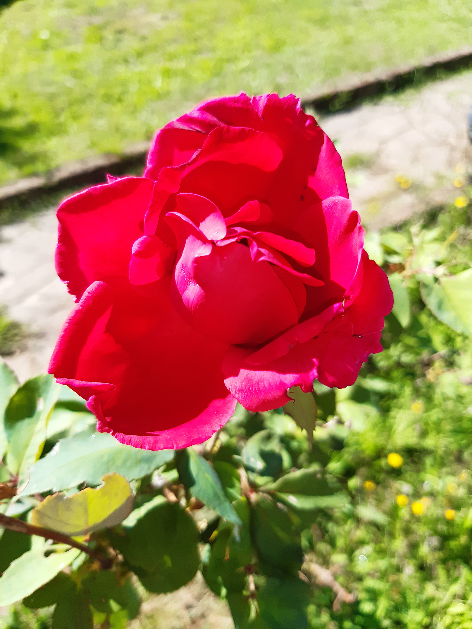 Rosa sarmentosa - Fiore autunnale