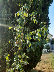Rosa sarmentosa - Getti che si appoggiano al cipresso