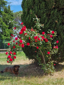 Rosa sarmentosa - Portamento generale con Dojo