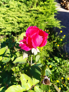 Rosa sarmentosa - Bocciolo autunnale