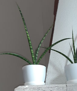 Sansevieria cylindrica