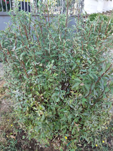 Spiraea cantoniensis